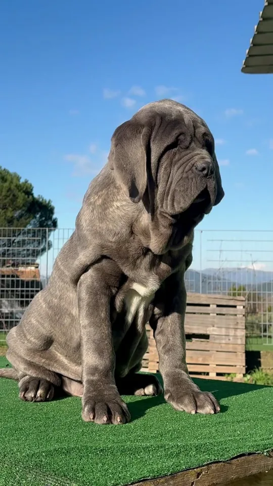 @petsdoga, reel de Mascotas